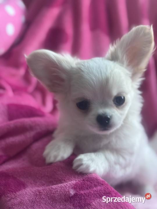 Chihuahua długowłosy z doskonałym rodowodem Białystok