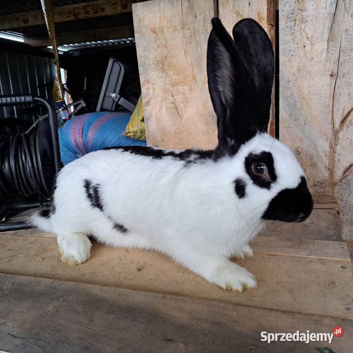 Sprzedam króliki rasowe hodowlane tuszki Gryzonie Dubiecko