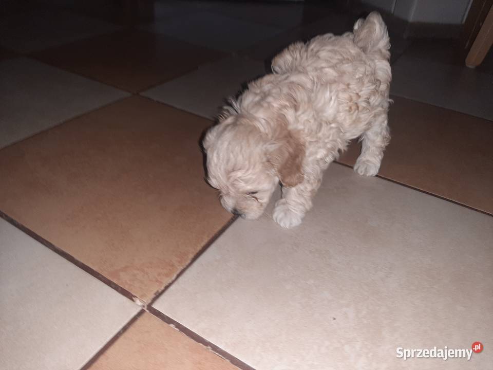 Bisspoo FRISPOO Maltipoo lubelskie Zamość