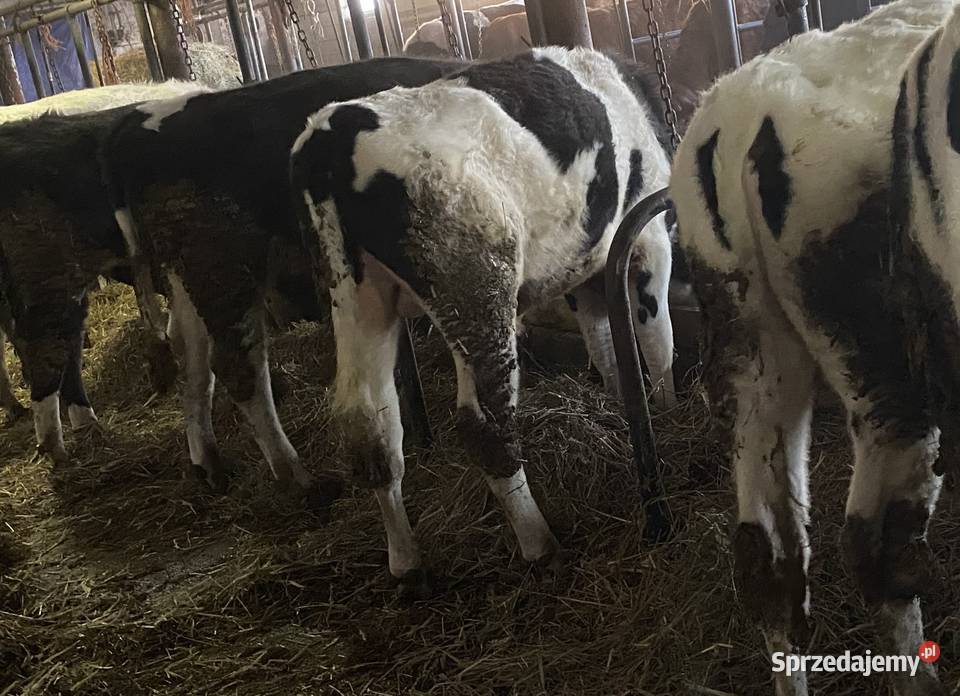 9 sztuk byków urodzone marzec kwiecień 2025 300 Morąg