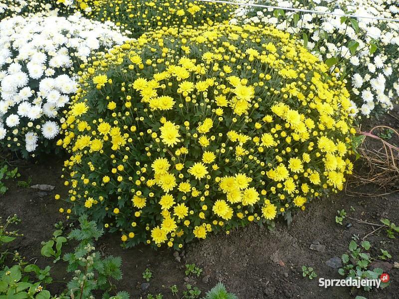 Chryzantemy Doniczkowe Drobnokwiatowe Kraków Niepołomice sprzedam