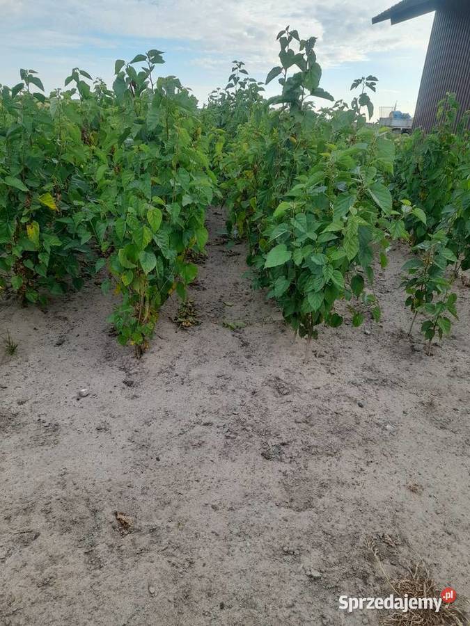 Sadzonki katalpy morwy białą czarna lubelskie Chrząchów
