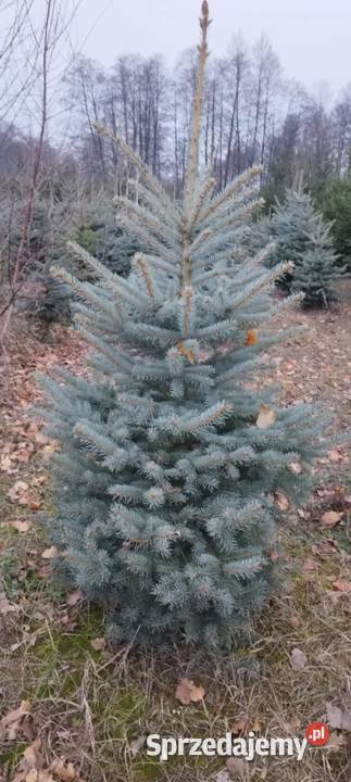 Choinki świeże z własnej plantacji Pułtusk sprzedam