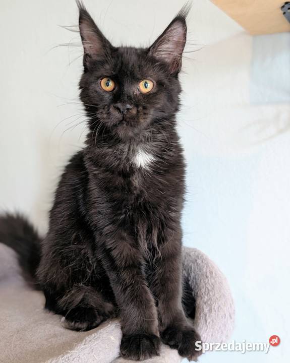 Kocięta Maine Coon z hodowli FIFe FPL rodowód dolnośląskie Wrocław sprzedam