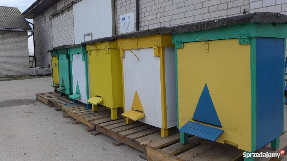 Ule Warszawskie poszerzane Jasieniec