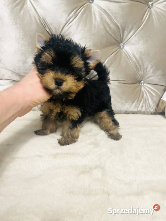 York Romek z Bajki Cudny czarnozłoty York dolnośląskie