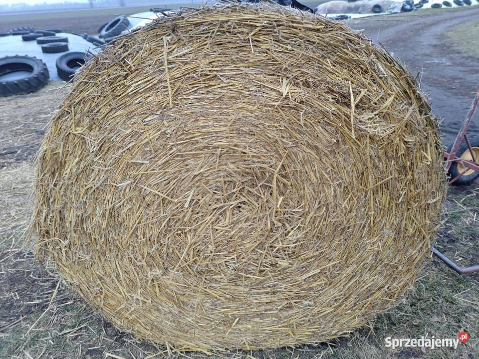 Słoma pszenna sprzedam słomę 130x120 80 balotów