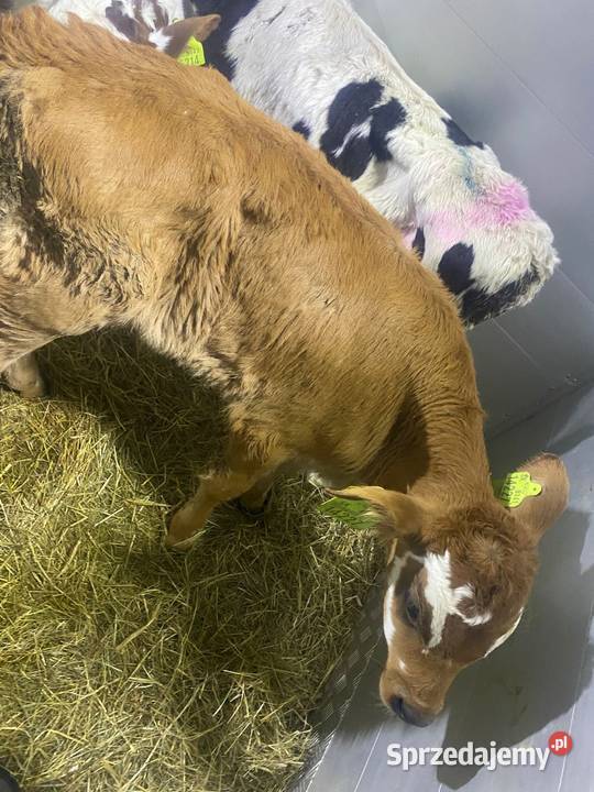 Byczki cielaki mm Tomaszów Mazowiecki