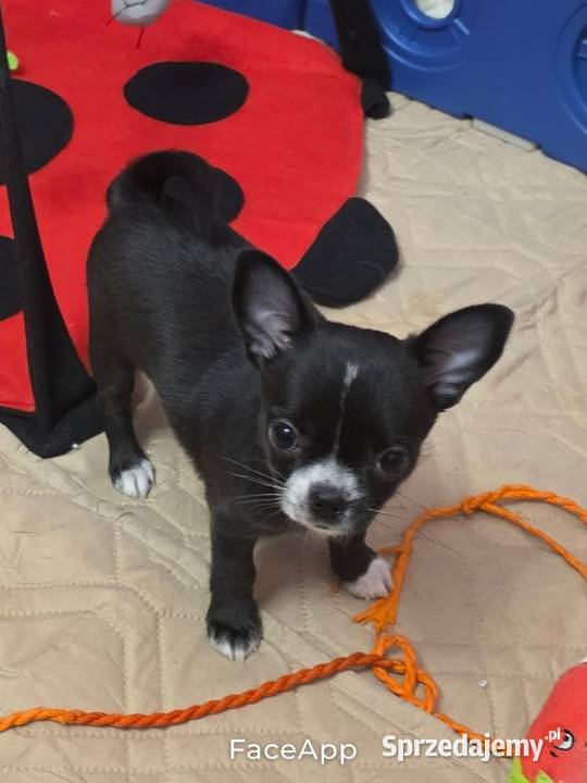 Chihuahua sunia krótkowłosa Łódź sprzedam