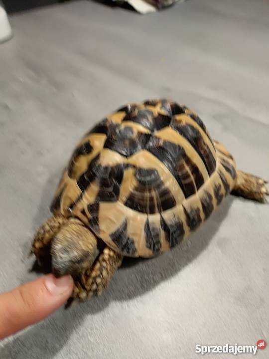 żółw grecki lubelskie Bogucin