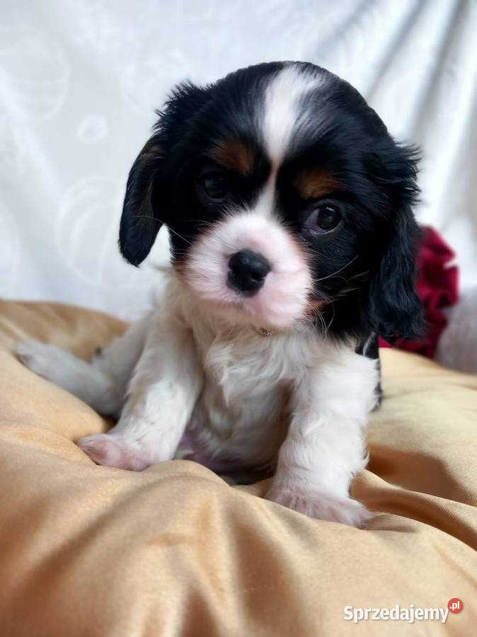 Cavalier King Charles Spaniel Strzelce Opolskie
