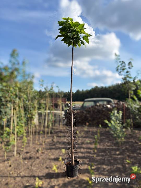 Katalpa Catalpa Nana surmia bignoniowa Sompolno