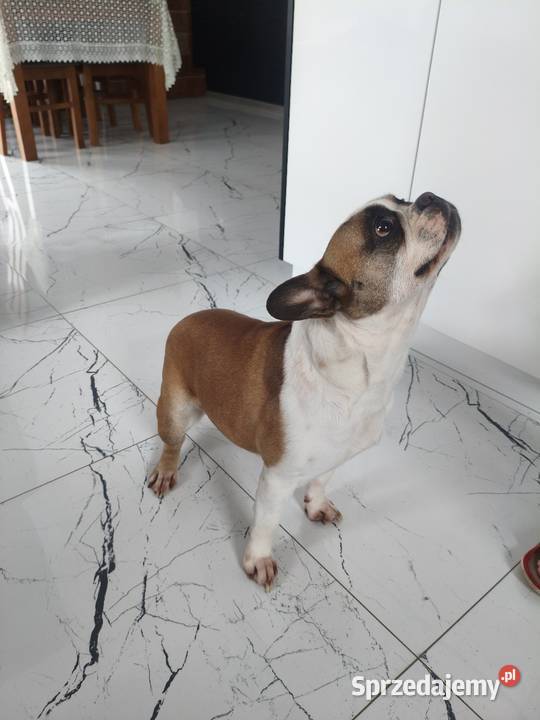 Buldog francuski suczka Łączonek