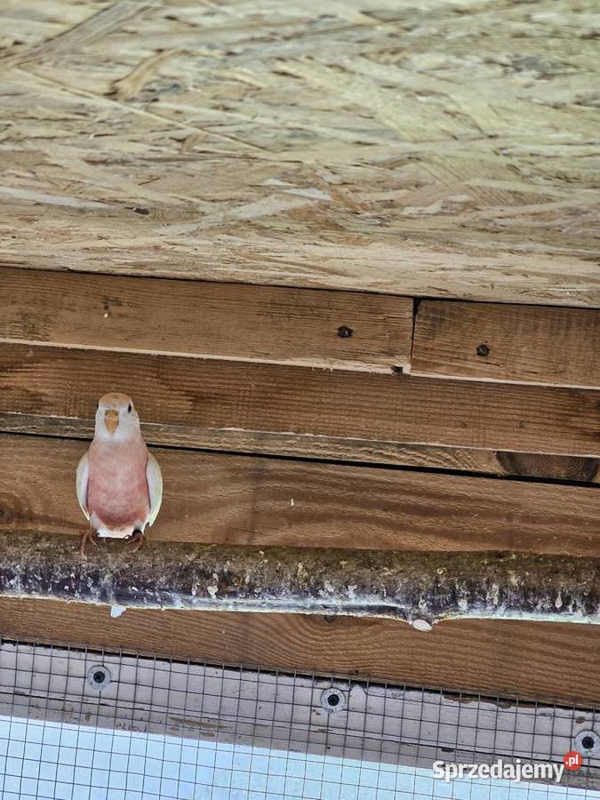 Papugi lilianki lubelskie Zamość