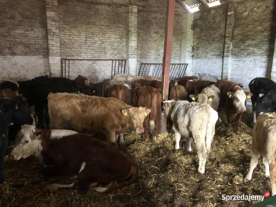 BYKI I JAŁOWKI MESNE Werówka sprzedam