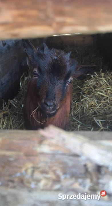 Sprzedam kozę miniaturową Jata