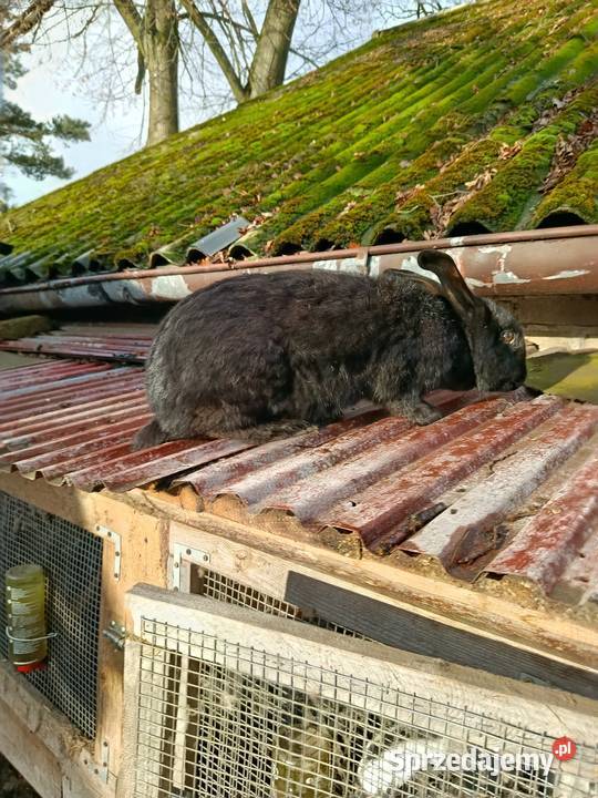 Sprzedam królika samic Gorzkowice