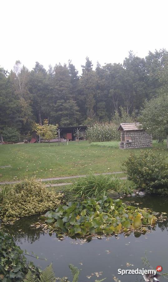 dom w Przyłęgu 5 Strzelec Kraj węglowe Domy lubuskie Strzelce Krajeńskie