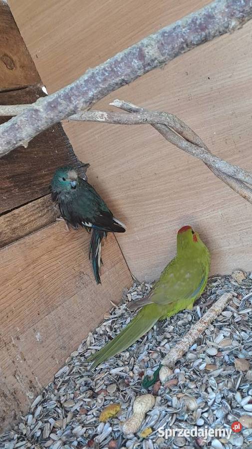 sprzedam papugi kozy Ptaki Wawrzeńczyce