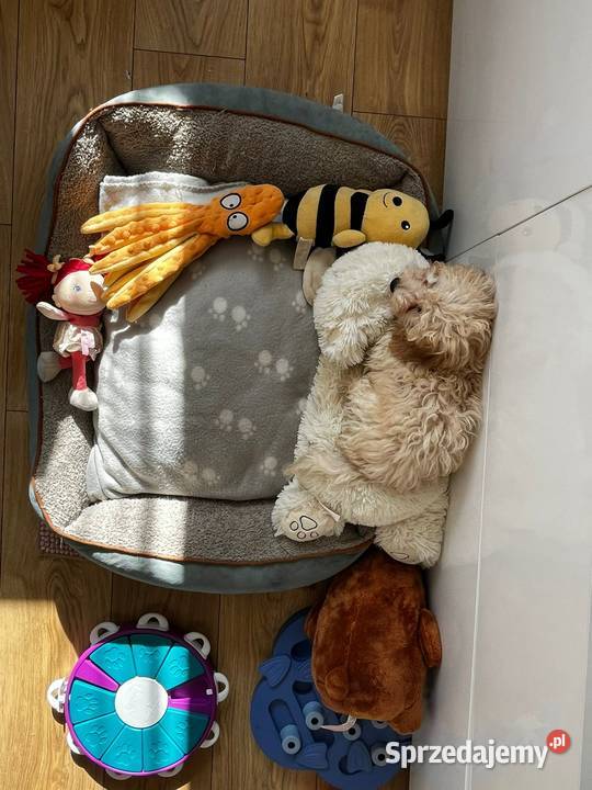 Śliczna sunia pudel Jordanów