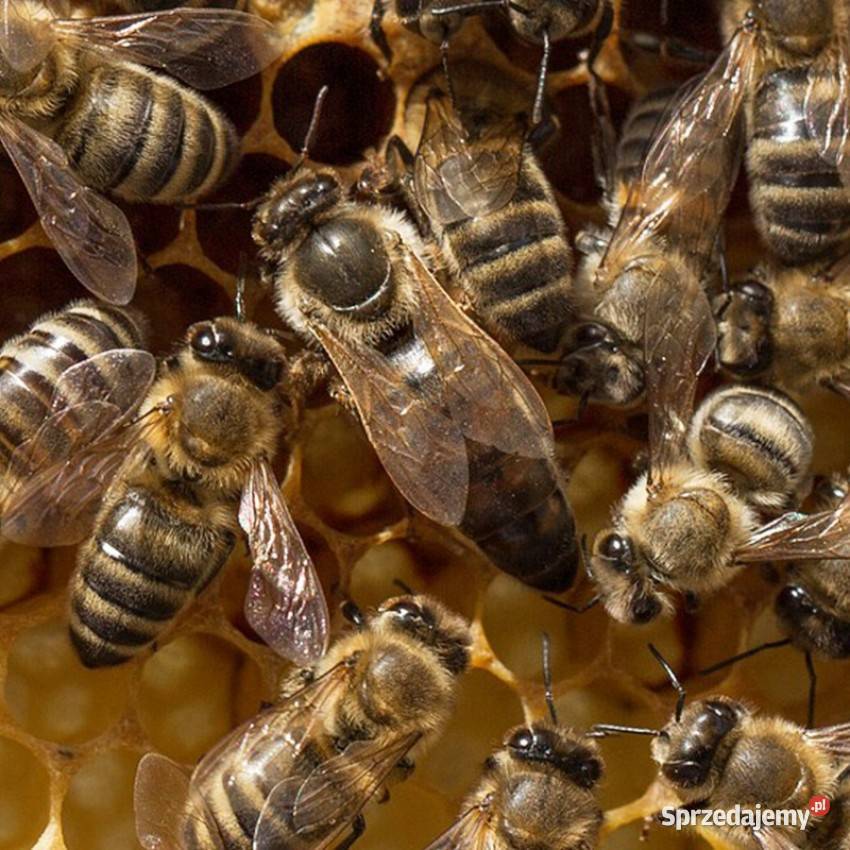 Matki Pszczele Łódź
