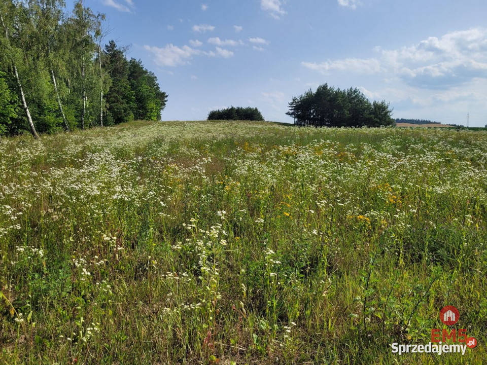 Ogłoszenie działka 3000m2 Nowe Krzywe polna warmińsko-mazurskie