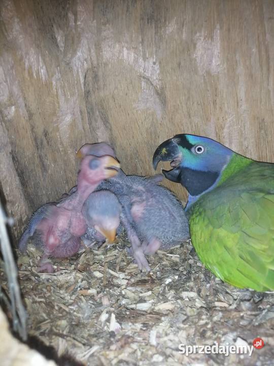 Akeksandretta chińska dorosła samica Pszczyna sprzedam