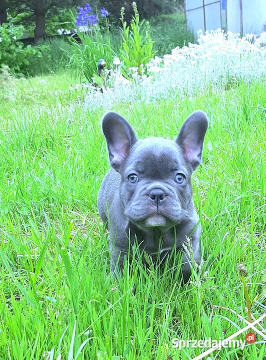 Buldog francuski mega blue Pabianice sprzedam