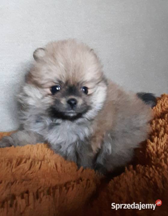 Szpic miniaturowy pomeranian łódzkie Pabianice sprzedam