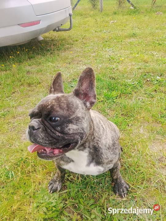 Buldog Francuski piękne szczeniaki Białystok