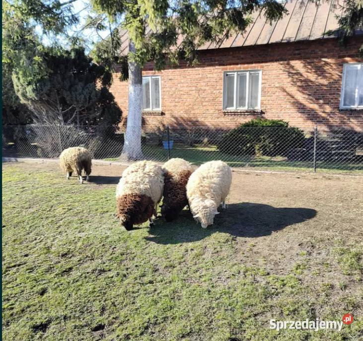Owce rasy mix dorper Dmosin sprzedam