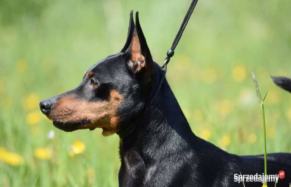 Reproduktor Pinczer Miniaturowy ZKWP fci Łochów