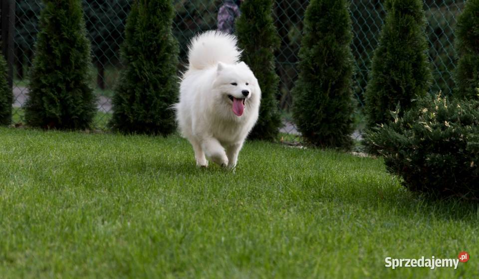 Samoyed Samojed FCI kilkunastoletnie