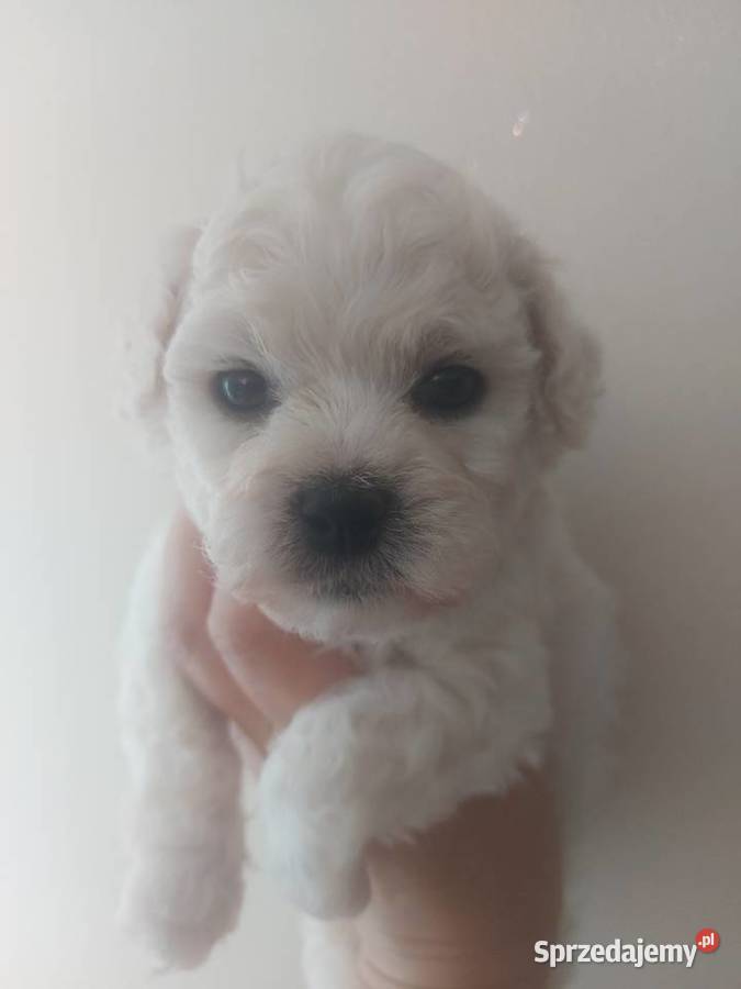 Bichon frise Fci