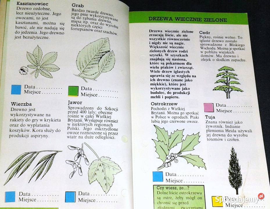 Zaobserwuj to Przewodnik przyrodzie Rosy Border Chełm