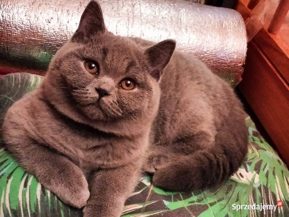 Piękne kocięta Rodowód Międzynarodowy FPL Łódź