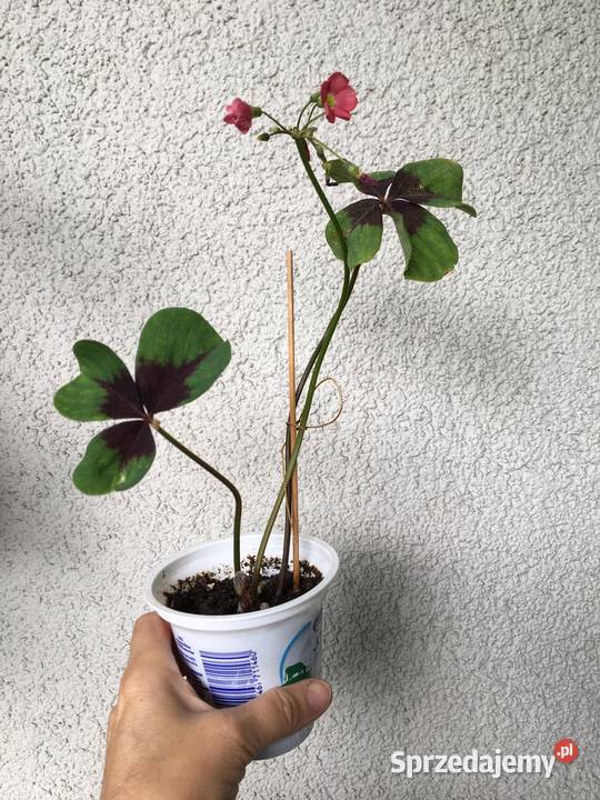 szczawik oxalis Warszawa sprzedam