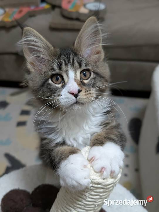 Kocieta Maine Coon
