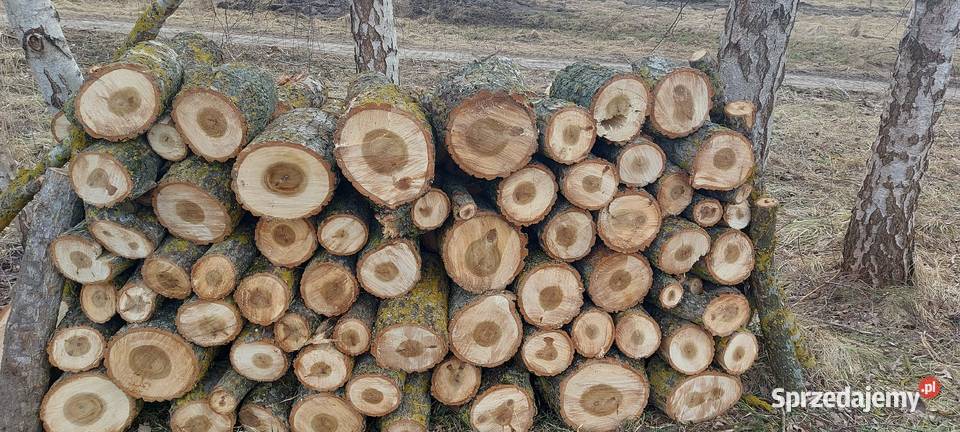 Drewno liściaste osika 200 Olsztyna Wojtkowizna
