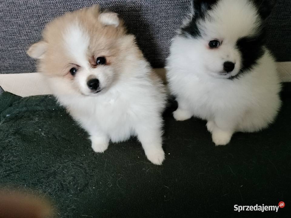 Szpic miniaturowy Psy mazowieckie