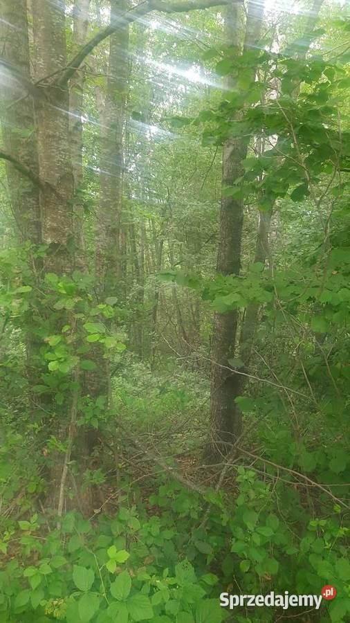 Sprzedam 2 działki rolno leśne las budowlana lubelskie Kolonia Giżyce