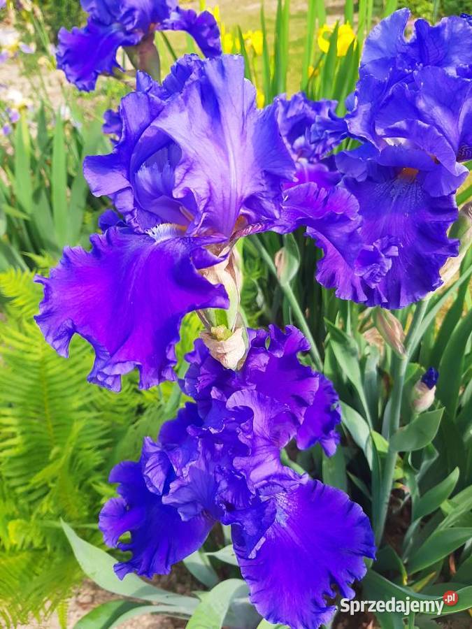 Kosaciec Irys mix kolorów