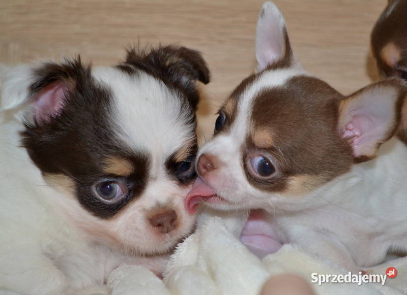 CHIHUAHUA PIĘKNE SZCZENIĘTA