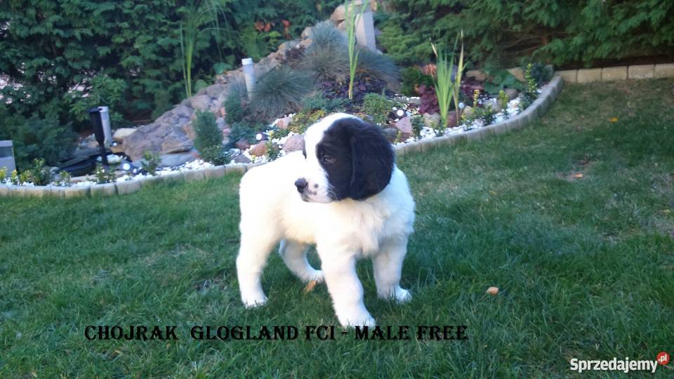 landseer piękne pieski Psy