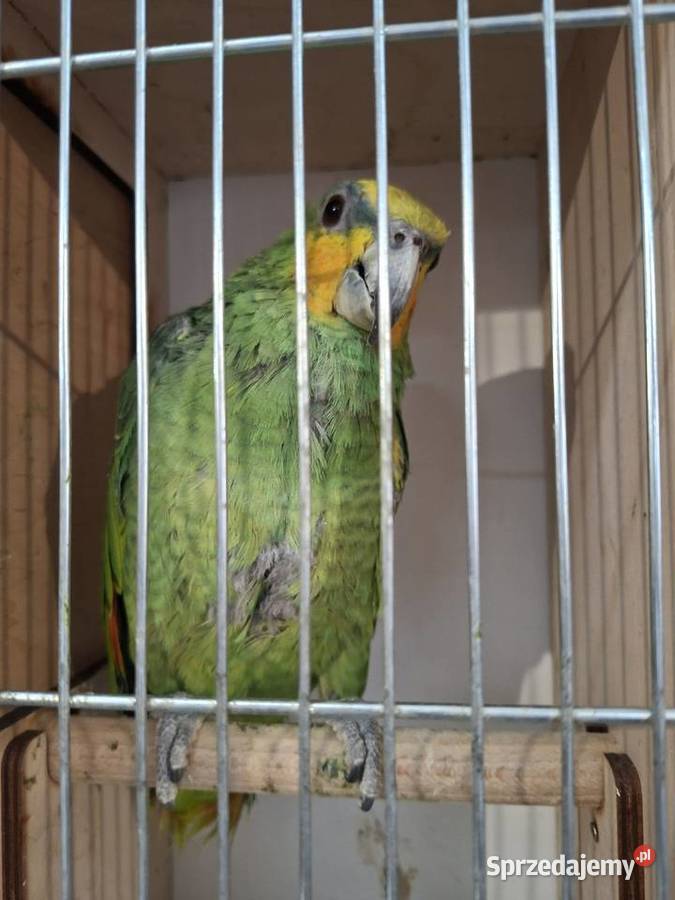 Amazonka kurika venezuelska samiec roczny śląskie Wilamowice