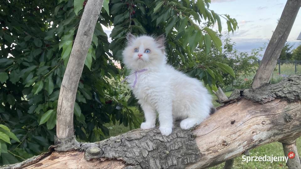 Gotowe do odbioru Ragdoll z prawdziwym rodowodem śląskie Katowice