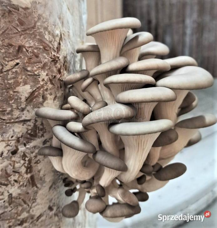 Grzybnia BOCZNIAKA duża kostka około 15 HIT Pozostałe Cieszyn