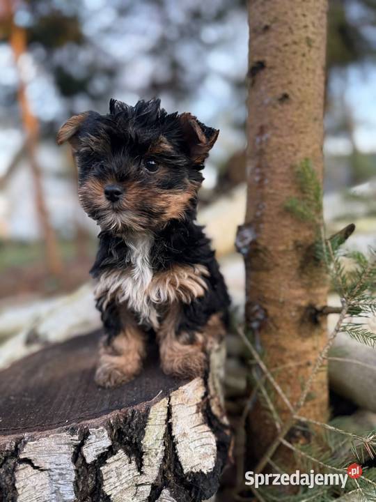 Piękny piesek York mini XXS z rodowodem Warszawa sprzedam