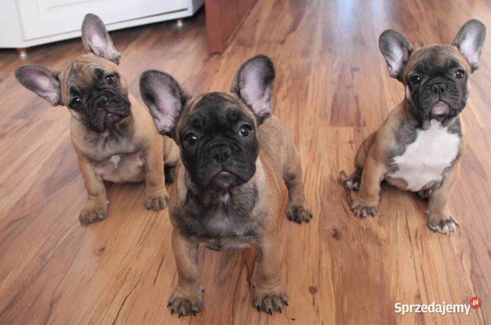 Buldog Francuski szczeniaki Kędzierzyn-Koźle