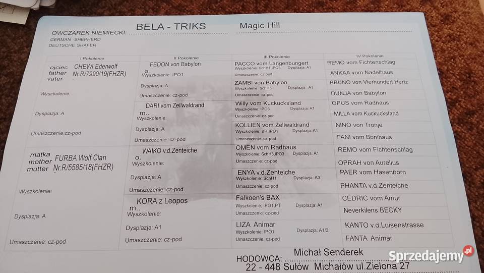 Owczarek niemiecki Szczebrzeszyn